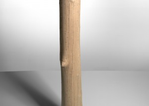 Image of "Ramifications V" sculpture created by splitting tree trunks into sections and reassembling them with staples